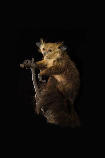 Media type: image;   Mammalogy 14647